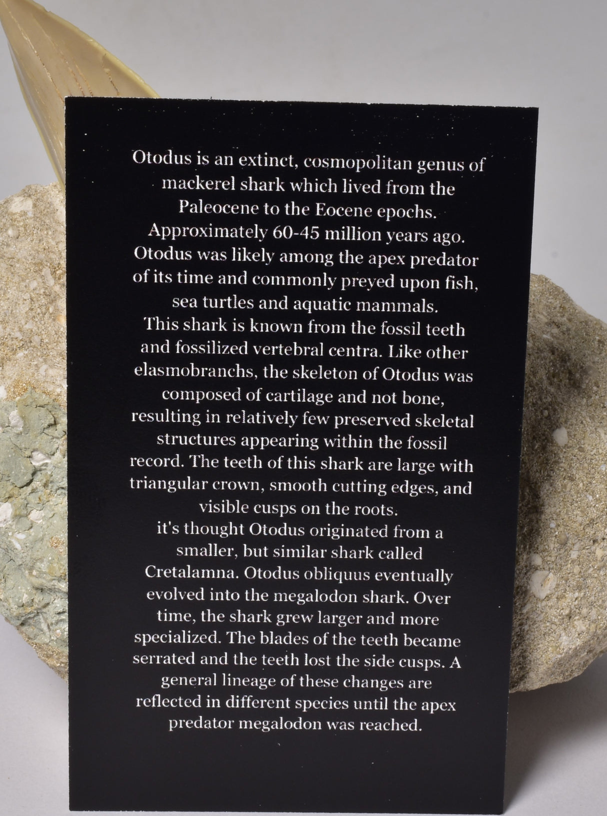 FOSSIL SHARK T00TH OTODUS OBLIQUS F1530