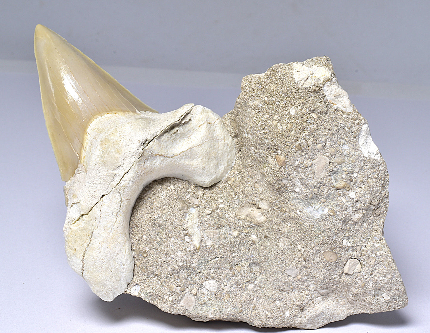 FOSSIL SHARK T00TH OTODUS OBLIQUS F1531