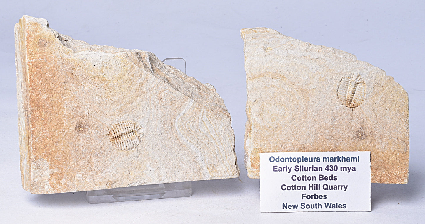 TRILOBITE FOSSIL PAIR , Odontopleura markhami. Forbes, NSW, Australia F389