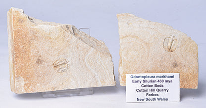 TRILOBITE FOSSIL PAIR , Odontopleura markhami. Forbes, NSW, Australia F389