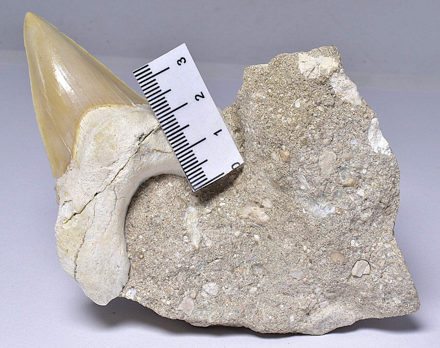 FOSSIL SHARK T00TH OTODUS OBLIQUS F1531