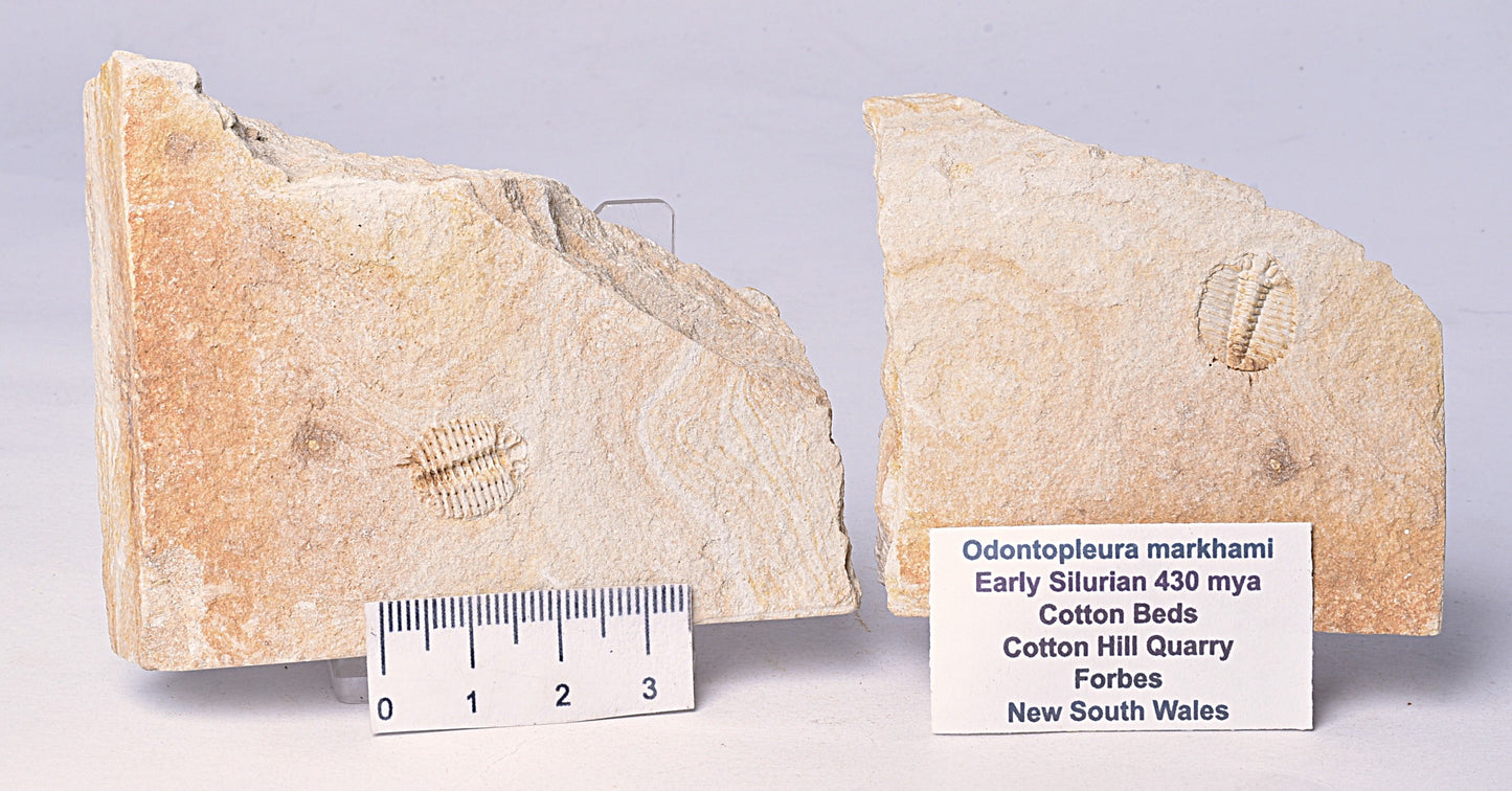 TRILOBITE FOSSIL PAIR , Odontopleura markhami. Forbes, NSW, Australia F389