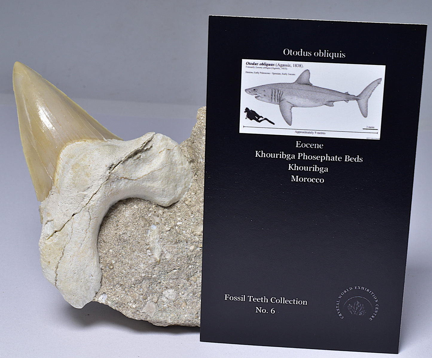 FOSSIL SHARK T00TH OTODUS OBLIQUS F1531