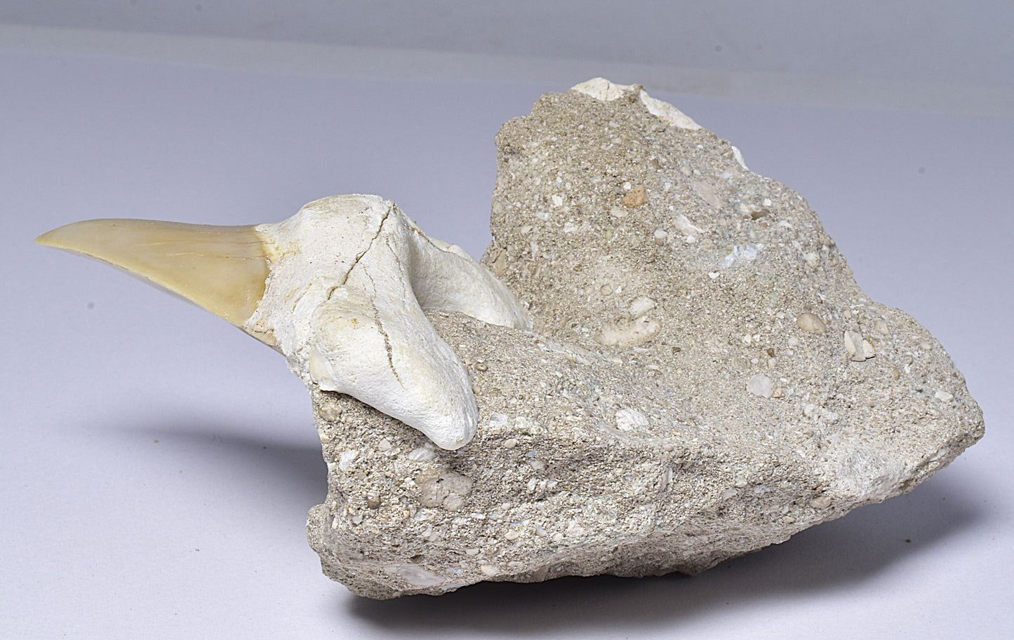 FOSSIL SHARK T00TH OTODUS OBLIQUS F1531