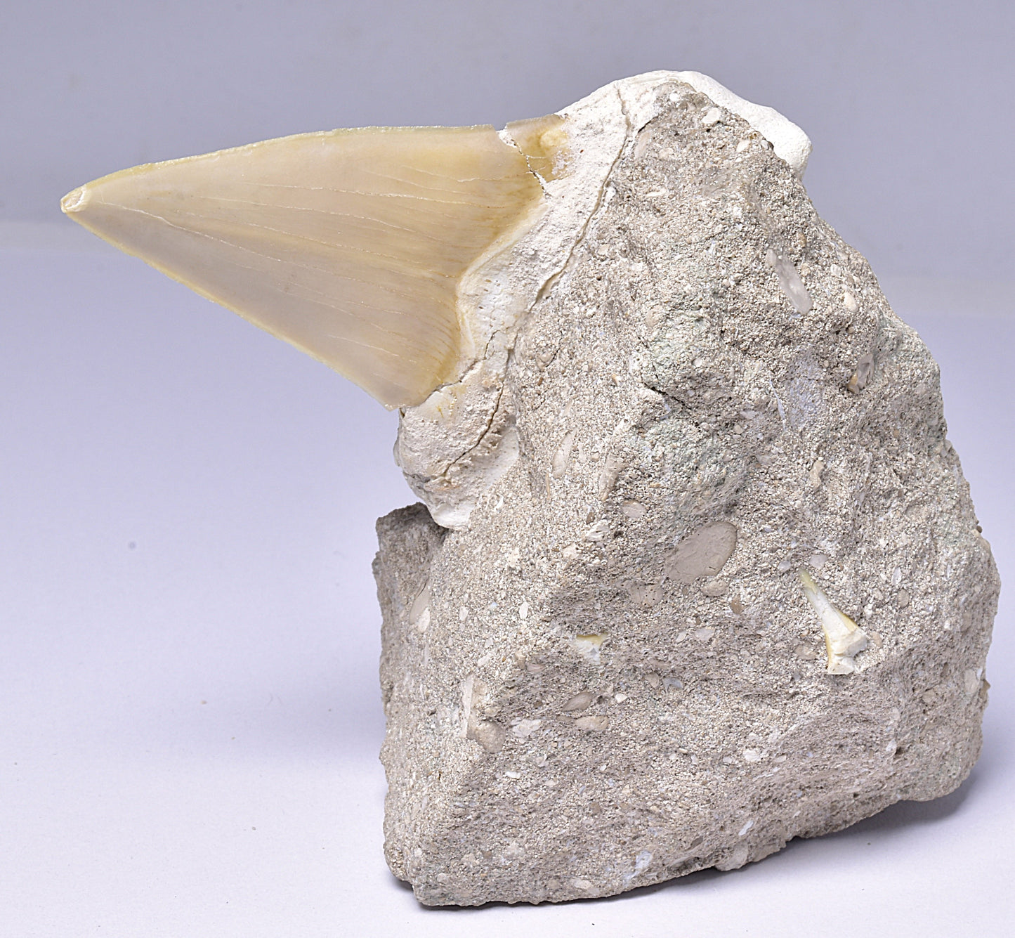 FOSSIL SHARK T00TH OTODUS OBLIQUS F1531