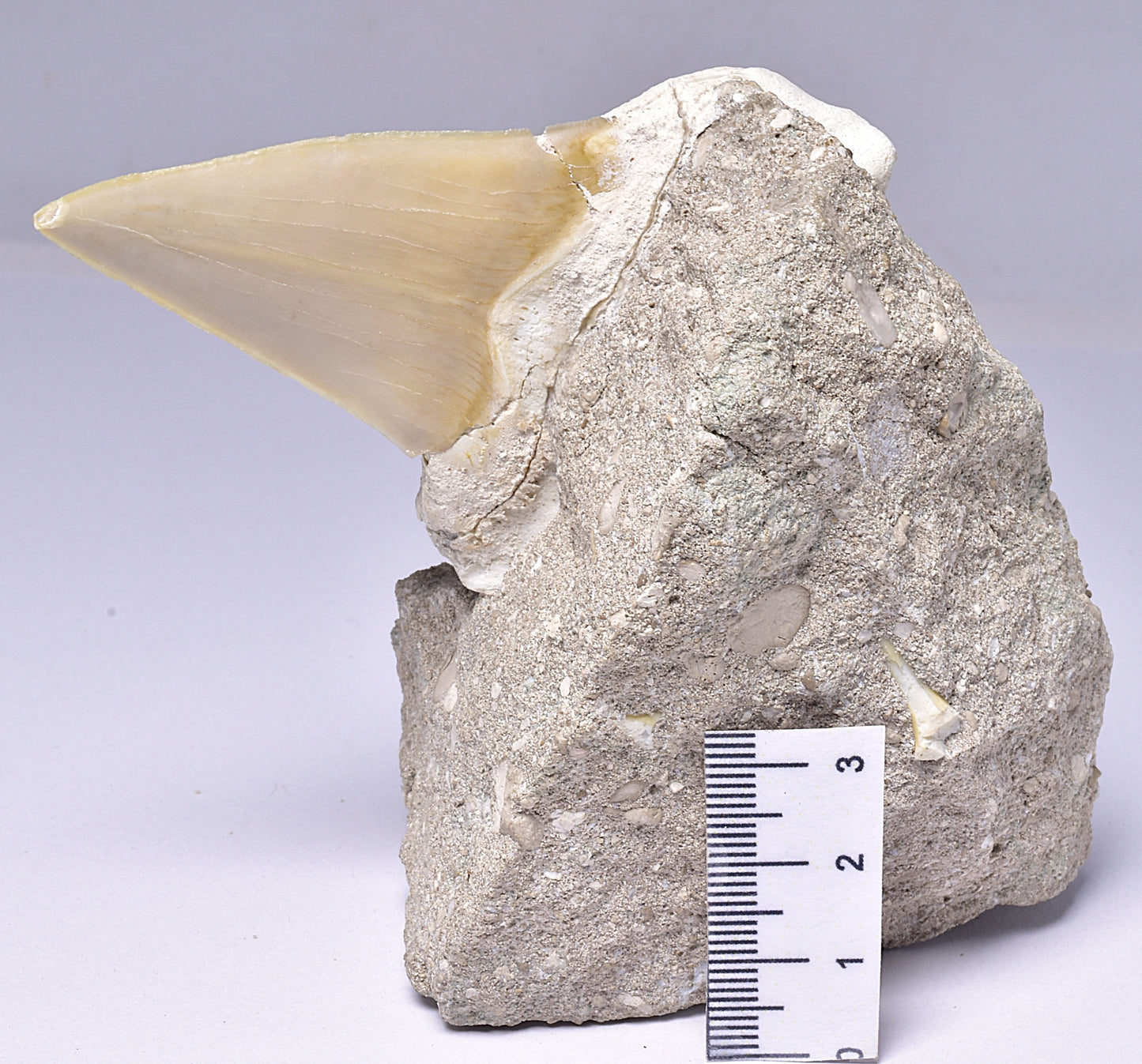 FOSSIL SHARK T00TH OTODUS OBLIQUS F1531