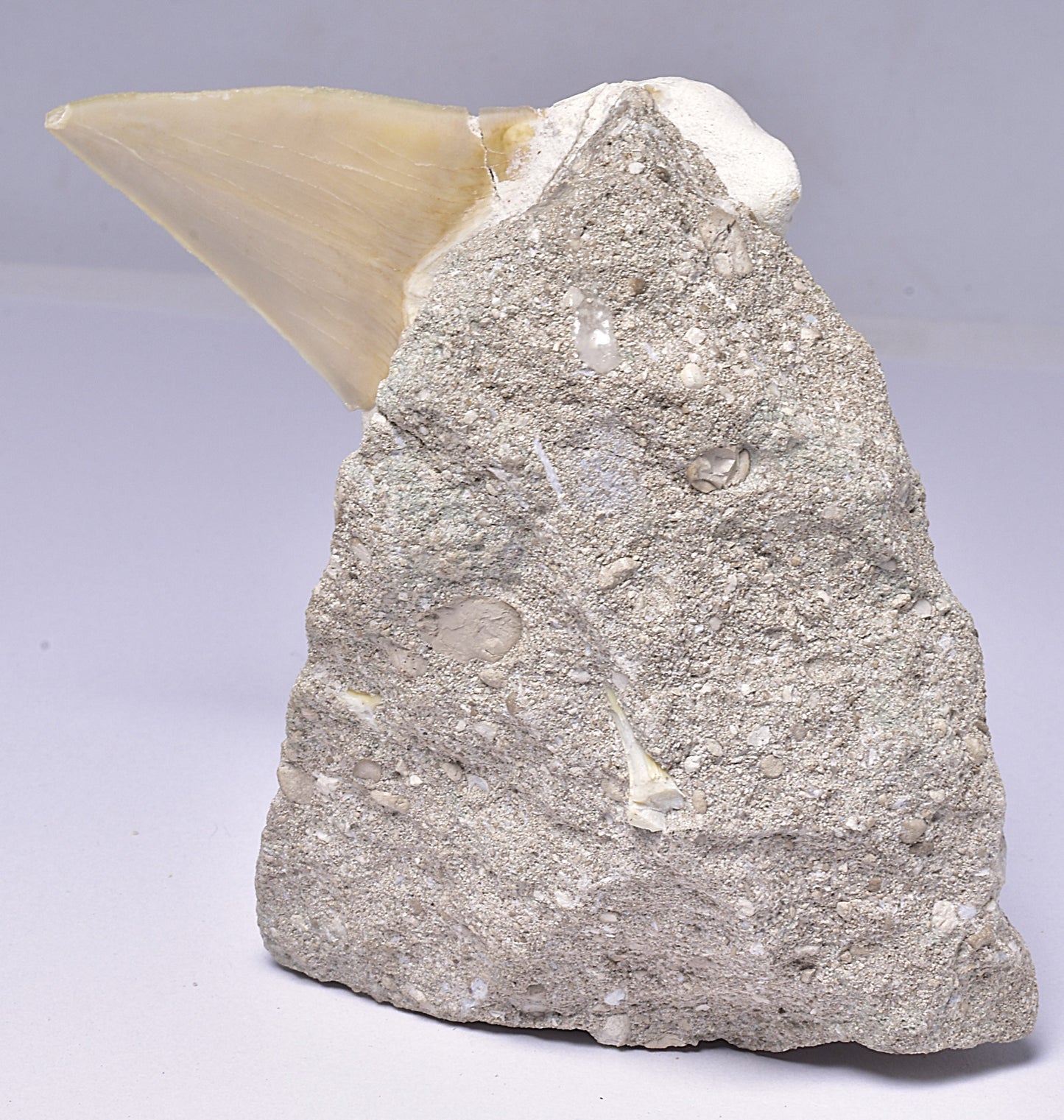 FOSSIL SHARK T00TH OTODUS OBLIQUS F1531