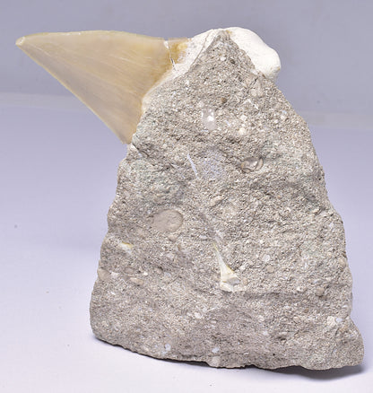 FOSSIL SHARK T00TH OTODUS OBLIQUS F1531
