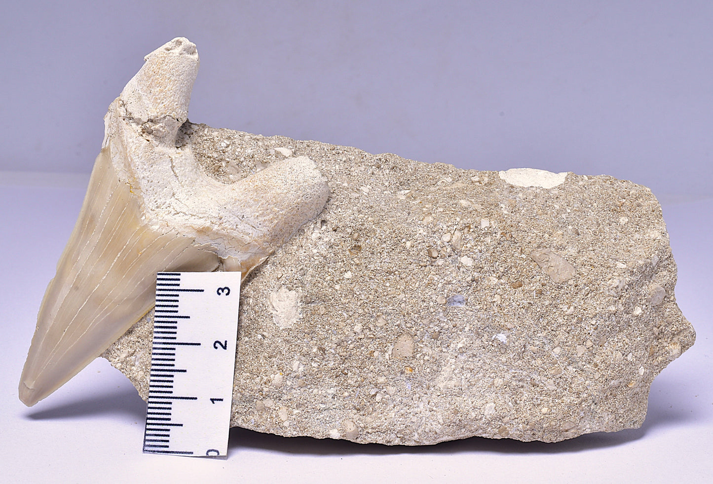 FOSSIL SHARK T00TH OTODUS OBLIQUS F1532