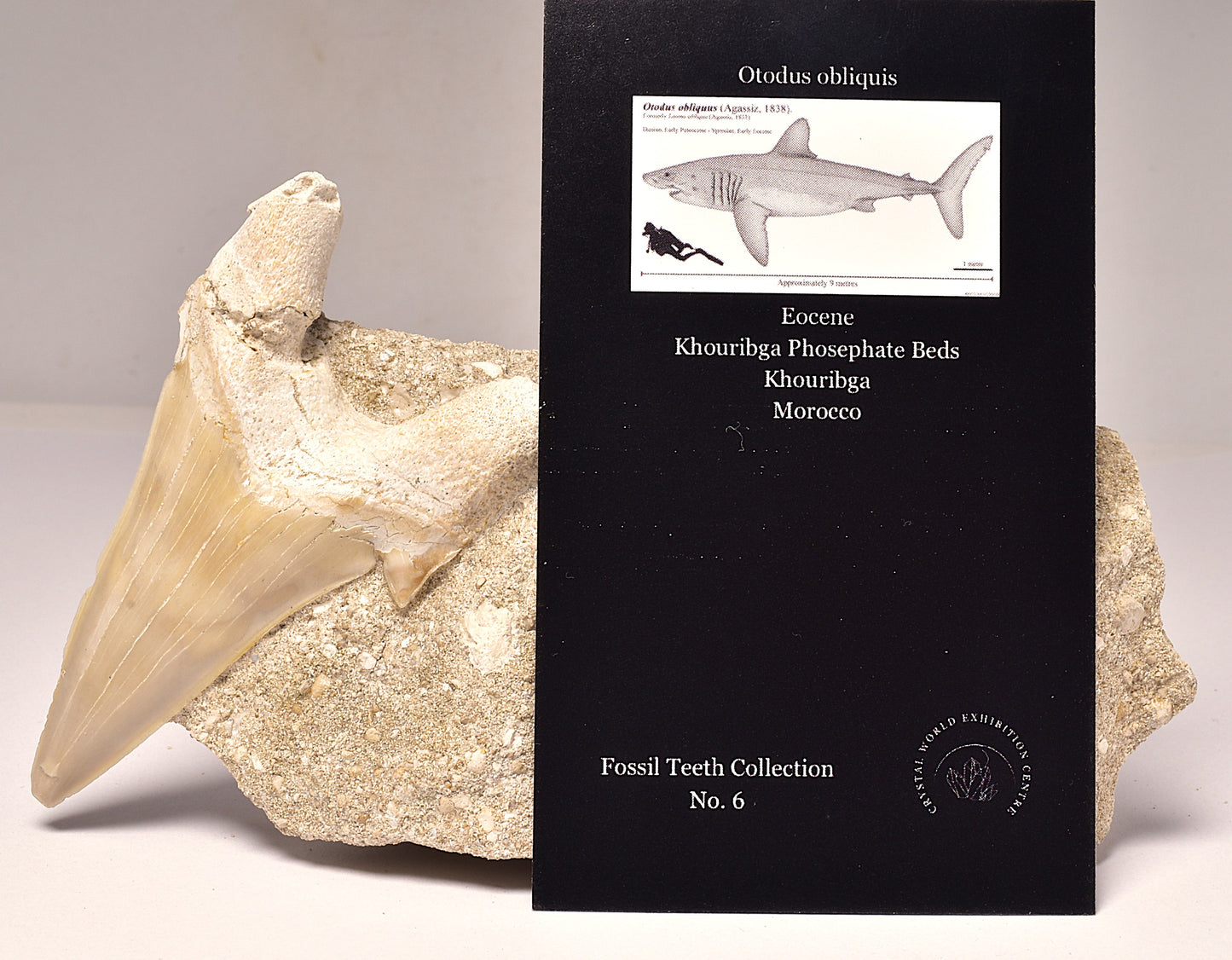 FOSSIL SHARK T00TH OTODUS OBLIQUS F1532