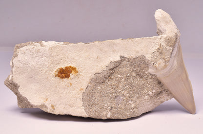 FOSSIL SHARK T00TH OTODUS OBLIQUS F1532
