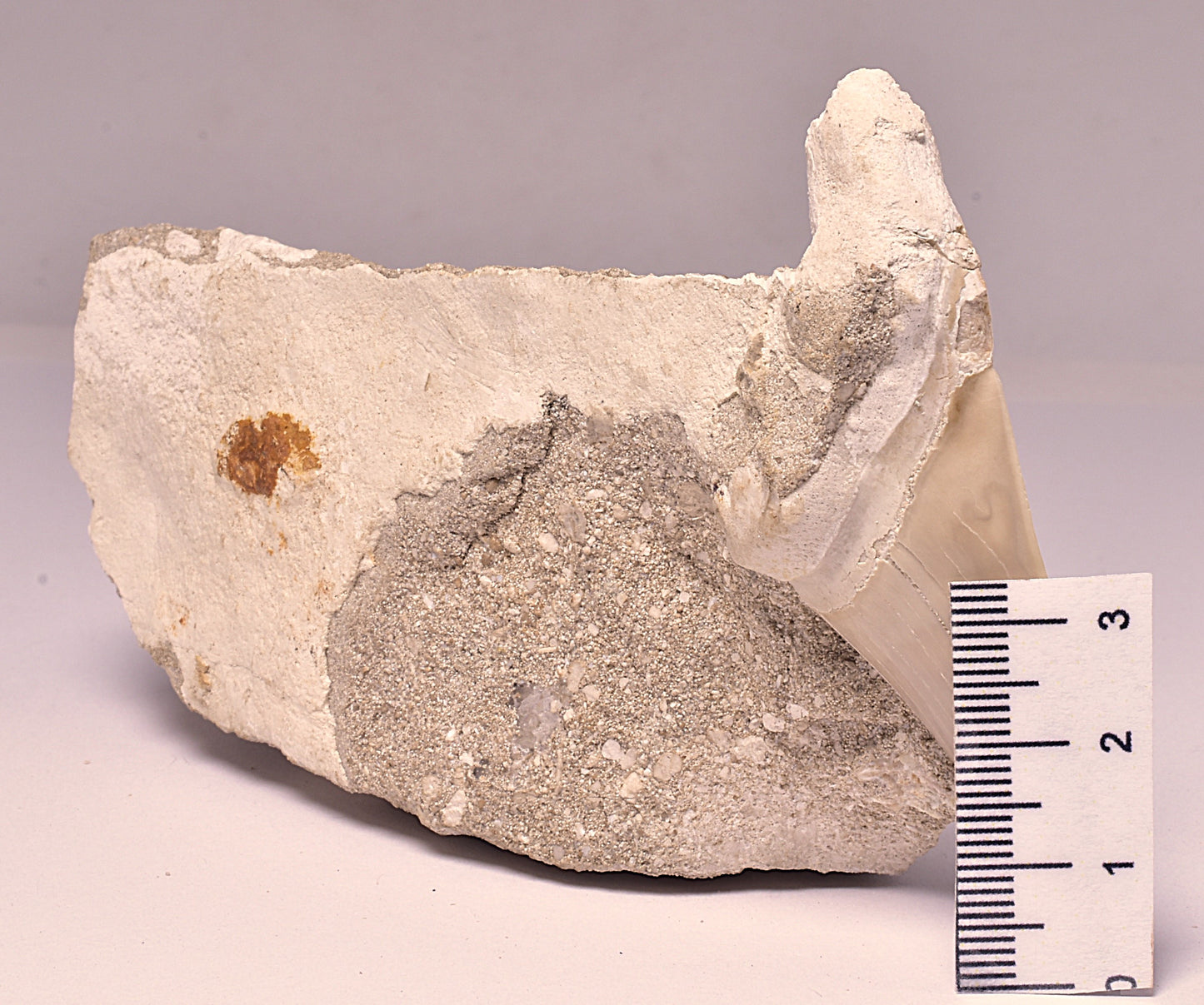FOSSIL SHARK T00TH OTODUS OBLIQUS F1532
