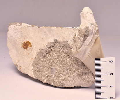 FOSSIL SHARK T00TH OTODUS OBLIQUS F1532