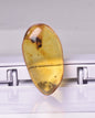 AMBER with INSECT, DOMINICAN REPUBLIC F465
