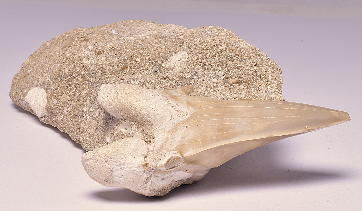 FOSSIL SHARK T00TH OTODUS OBLIQUS F1532