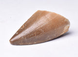 MOSASAURUS ANCEPS TOOTH FOSSIL, F466