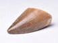 MOSASAURUS ANCEPS TOOTH FOSSIL, F466