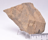 TRILOBITE FOSSIL, HSUASPIS BILOBATA, CAMBRIAN, KANGAROO ISLAND, AUSTRALIA F36