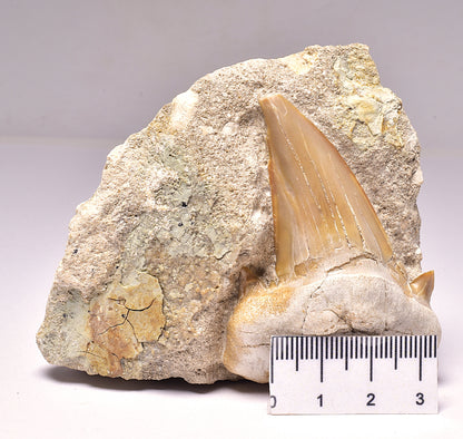 FOSSIL SHARK T00TH OTODUS OBLIQUS F1539