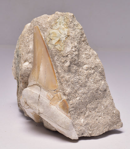 FOSSIL SHARK T00TH OTODUS OBLIQUS F1539