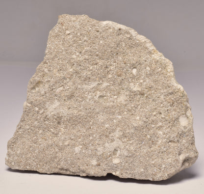 FOSSIL SHARK T00TH OTODUS OBLIQUS F1539