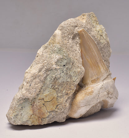 FOSSIL SHARK T00TH OTODUS OBLIQUS F1539