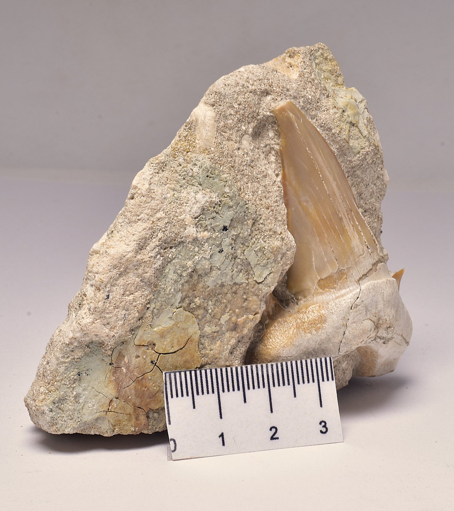 FOSSIL SHARK T00TH OTODUS OBLIQUS F1539