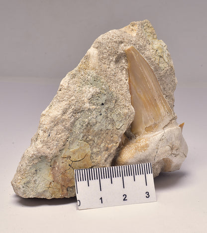 FOSSIL SHARK T00TH OTODUS OBLIQUS F1539