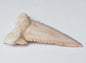 PALAEOCARCHARODON FOSSIL SHARK T00TH F633