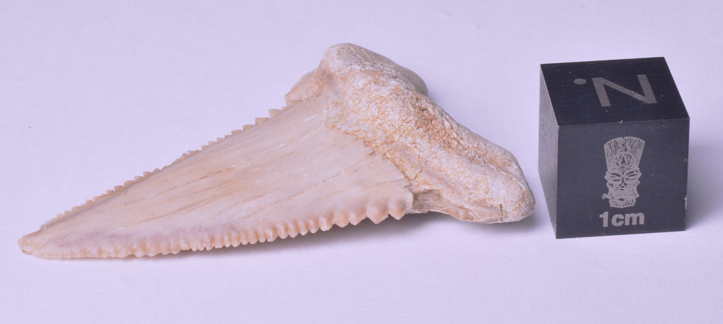 PALAEOCARCHARODON FOSSIL SHARK T00TH F633