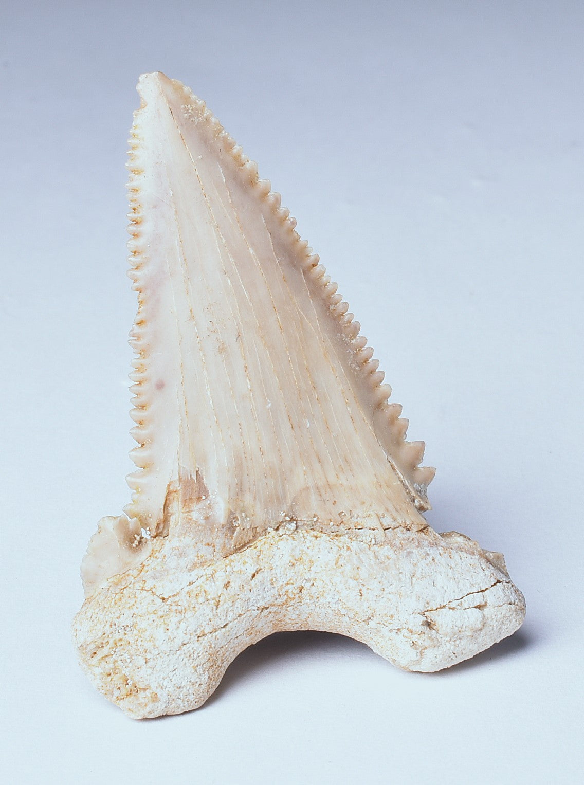 PALAEOCARCHARODON FOSSIL SHARK T00TH F633