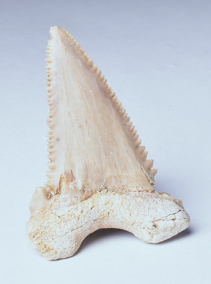 PALAEOCARCHARODON FOSSIL SHARK T00TH F633