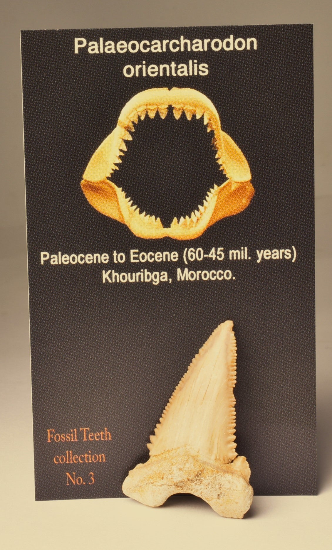 PALAEOCARCHARODON FOSSIL SHARK T00TH F633