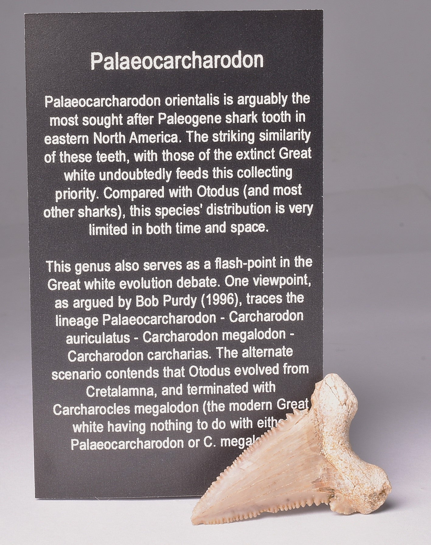 PALAEOCARCHARODON FOSSIL SHARK T00TH F633