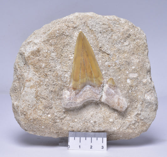FOSSIL SHARK T00TH OTODUS OBLIQUS F1540