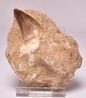 MOSASAURUS ANCEPS TOOTH FOSSIL, F1541