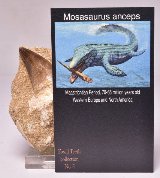 MOSASAURUS ANCEPS TOOTH FOSSIL, F1541