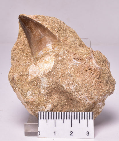 MOSASAURUS ANCEPS TOOTH FOSSIL, F1541