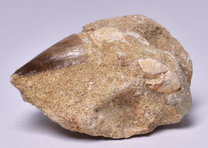 MOSASAURUS ANCEPS TOOTH FOSSIL, F1541