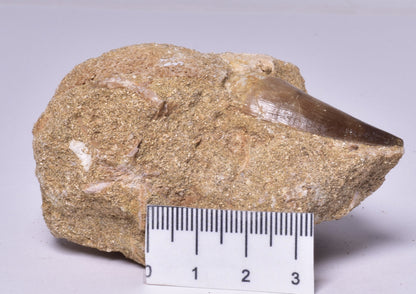 MOSASAURUS ANCEPS TOOTH FOSSIL, F1541