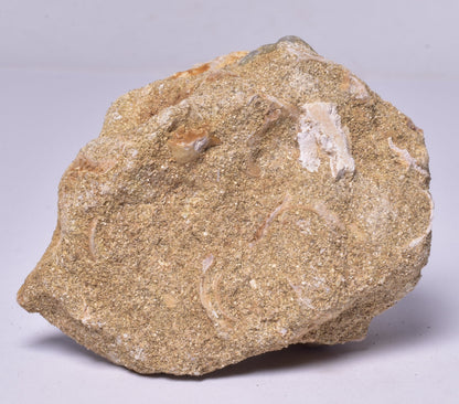 MOSASAURUS ANCEPS TOOTH FOSSIL, F1541