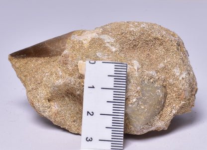 MOSASAURUS ANCEPS TOOTH FOSSIL, F1541