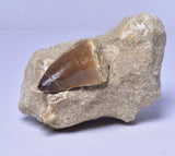 MOSASAURUS ANCEPS TOOTH FOSSIL, F1542