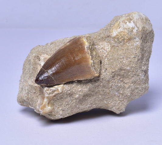MOSASAURUS ANCEPS TOOTH FOSSIL, F1542