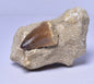 MOSASAURUS ANCEPS TOOTH FOSSIL, F1542