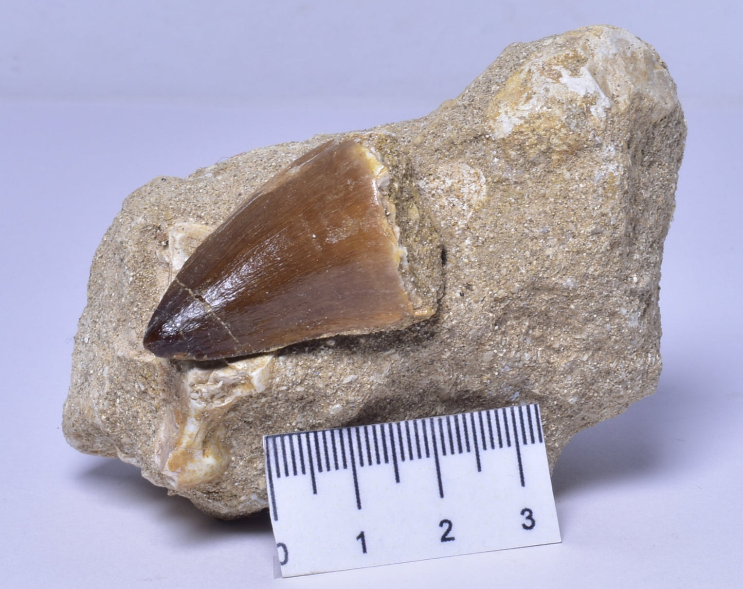 MOSASAURUS ANCEPS TOOTH FOSSIL, F1542