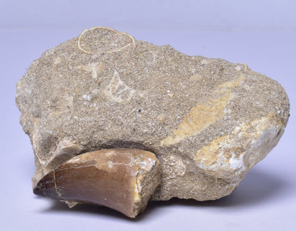 MOSASAURUS ANCEPS TOOTH FOSSIL, F1542