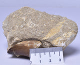 MOSASAURUS ANCEPS TOOTH FOSSIL, F1542
