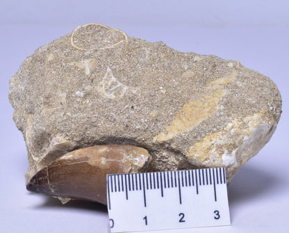 MOSASAURUS ANCEPS TOOTH FOSSIL, F1542