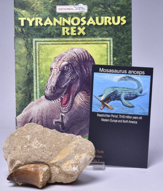 MOSASAURUS ANCEPS TOOTH FOSSIL, F1542